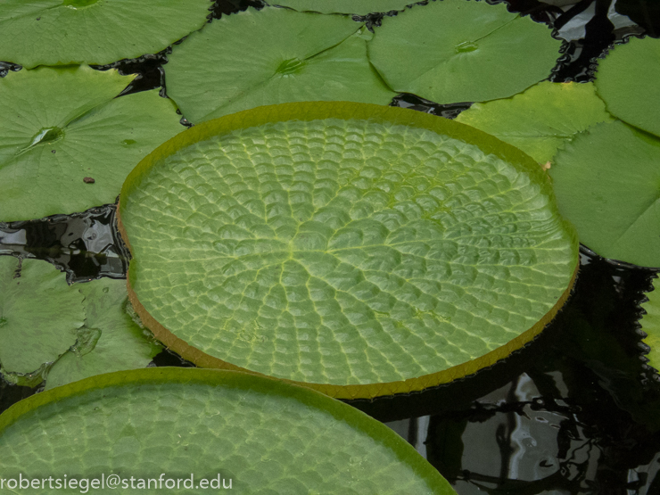 waterlily